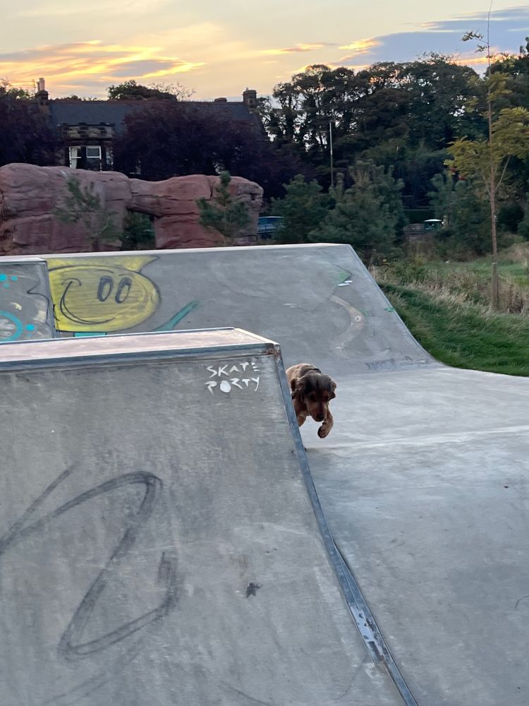 A small cocker spaniel bounding across a skate park.