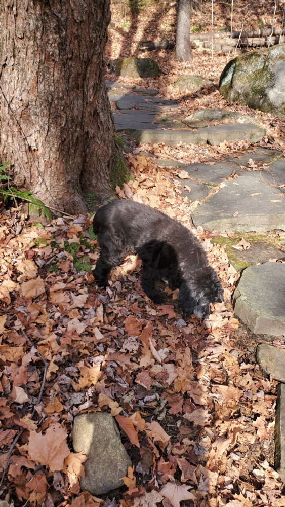 A black elderly cocker sniffs the ground in a forested area, with leaves all over. There's a rocky path nearby.