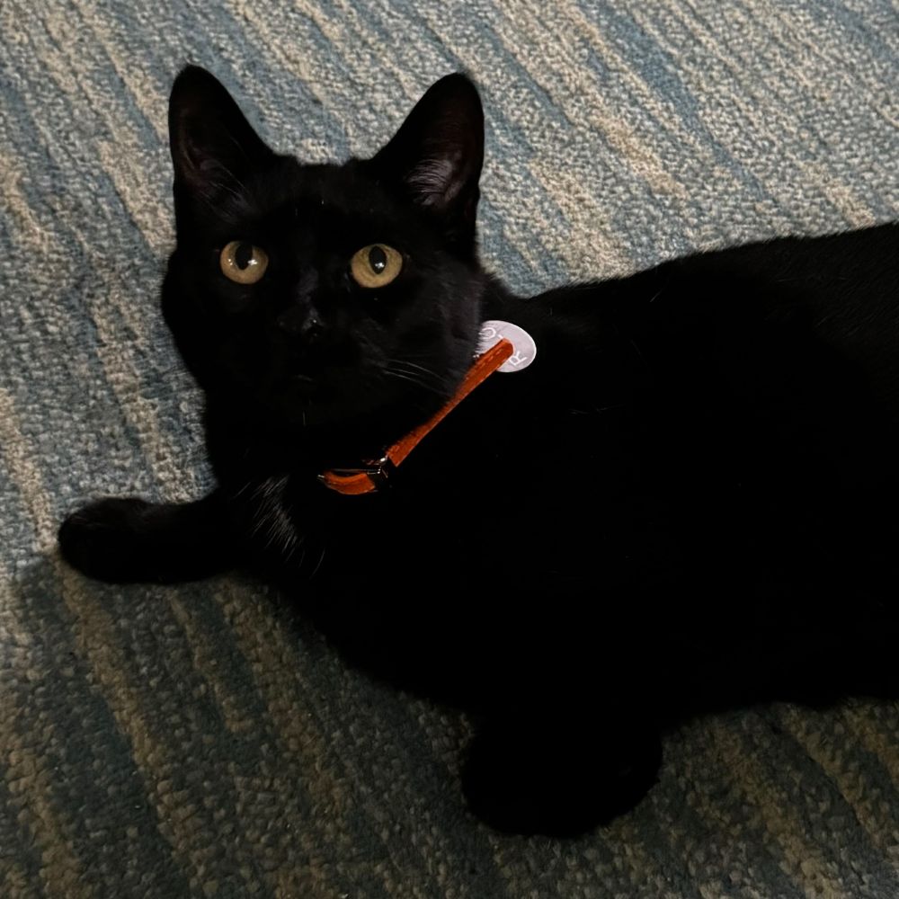 Black cat with orange collar laying on a rug