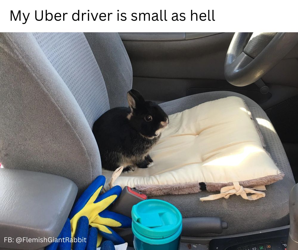My Uber driver is small as hell
With a tiny bunny in the drivers seat