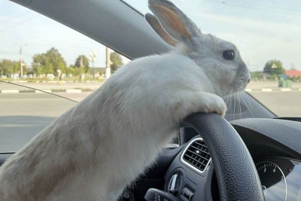 White rabbit drives a car