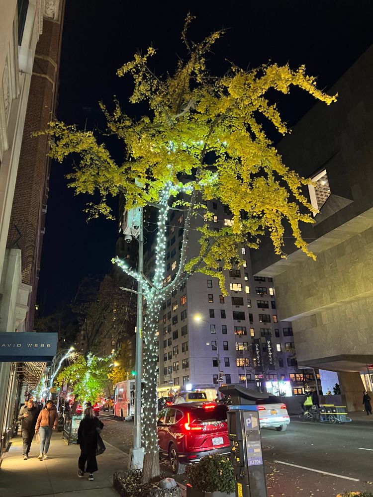 Gingko tree on Madison Avenue—yellow leaves on the top, white lights strung round the trunk. 