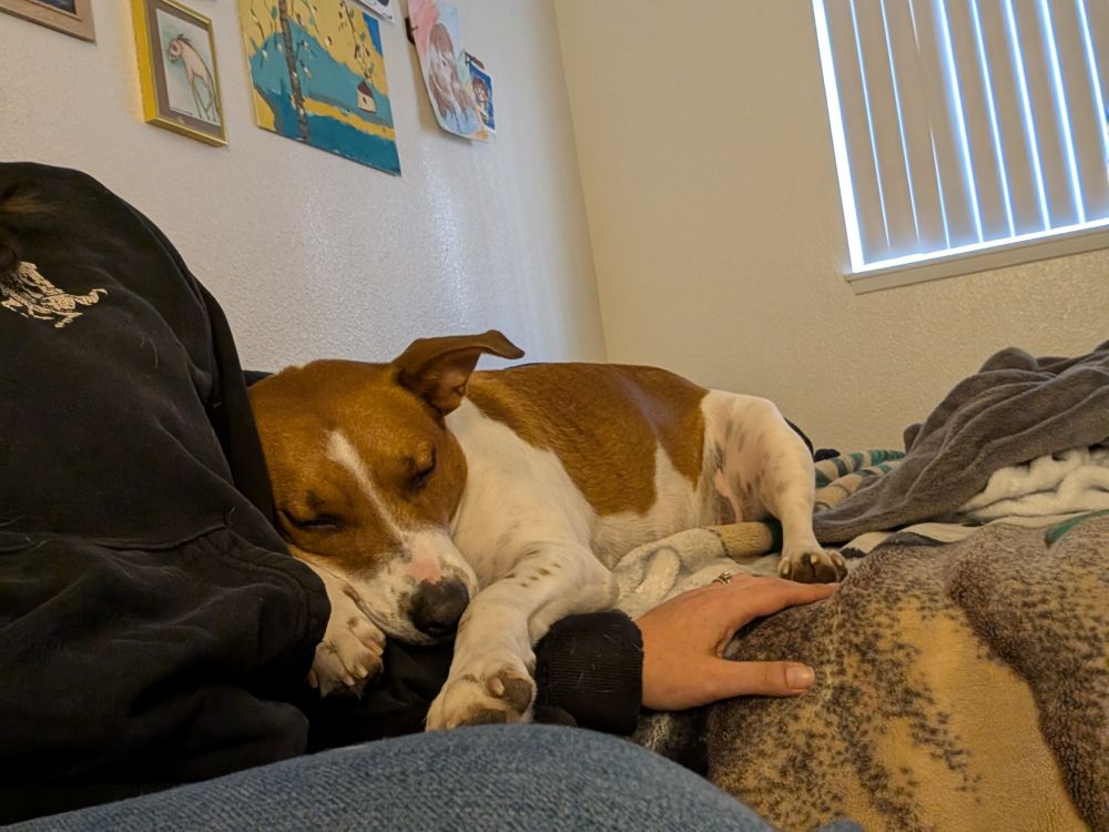 A brown and white dog lays on a bed covered with a brown and black stippled blanket. He is draped over his human's arm, which is now trapped - one can only see the leg and torso of the human, wearing jeans and a black hoodie. Background: white wall, mini art gallery to the left, window with shades drawn to the right. 