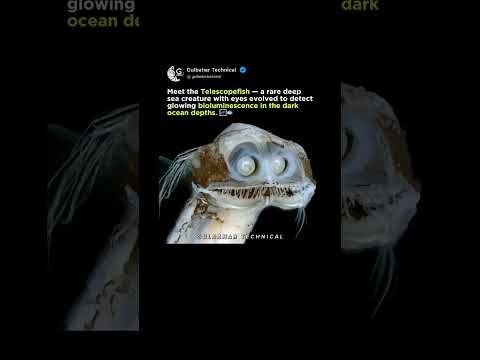 Rare Deep Sea Monster Revealed | Telescopefish’s Glowing Eyes Will Shock You! 🌌🐟
