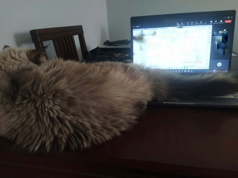 Foto da minha gata, do meu ponto de vista, dentada na frente do meu laptop com o rabo por cima do teclado. Ela tem pelo alto de cor bege/marrom no padrão de raça "Sagrado da Birmânia"