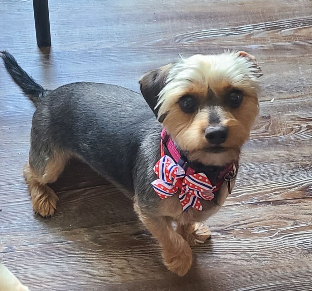 My Dorkie. Her daddy is a miniature dachshund and her mommie is a yorkie! 