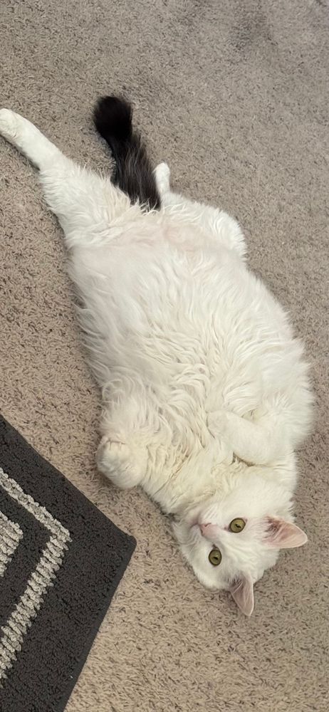 White cat with black tail named Dipstick, on rug on his back