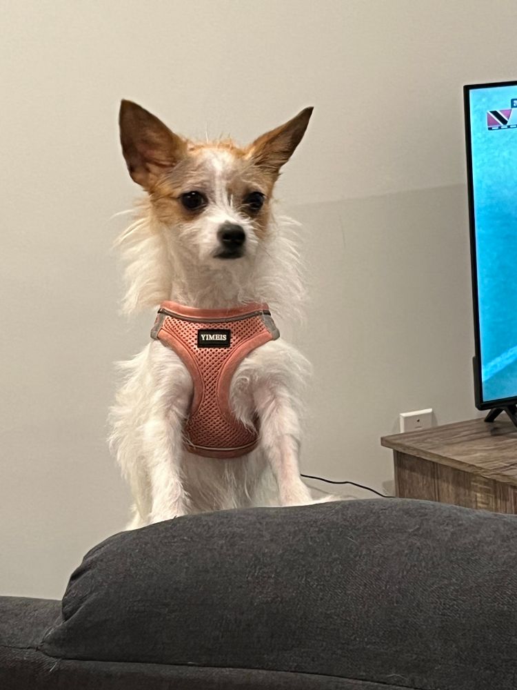 Chihuahua wearing a harness perched on a chair