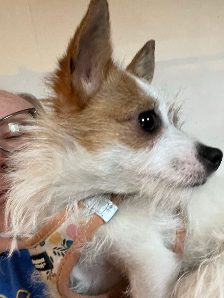 “Deer head” Chihuahua mix dog. Brown hair on head but mostly white 