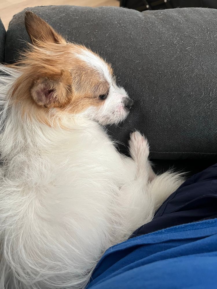 Sleepy chihuahua mostly white hair with brown around eyes and ears