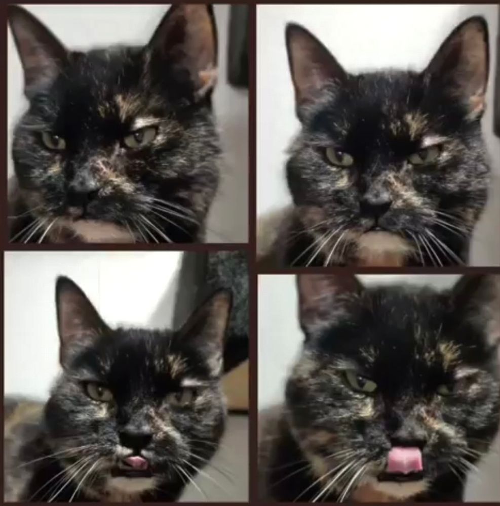 Collage aus 4 Fotos einer dunkelgestromten Katze. Man sieht nur den Kopf. Sie guckt auf allen verschieden.
Auf den beiden unteren streckt sie die Zunge heraus.