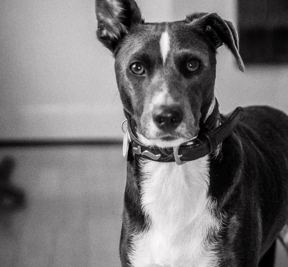 Rami the wonder dog ready for action. 