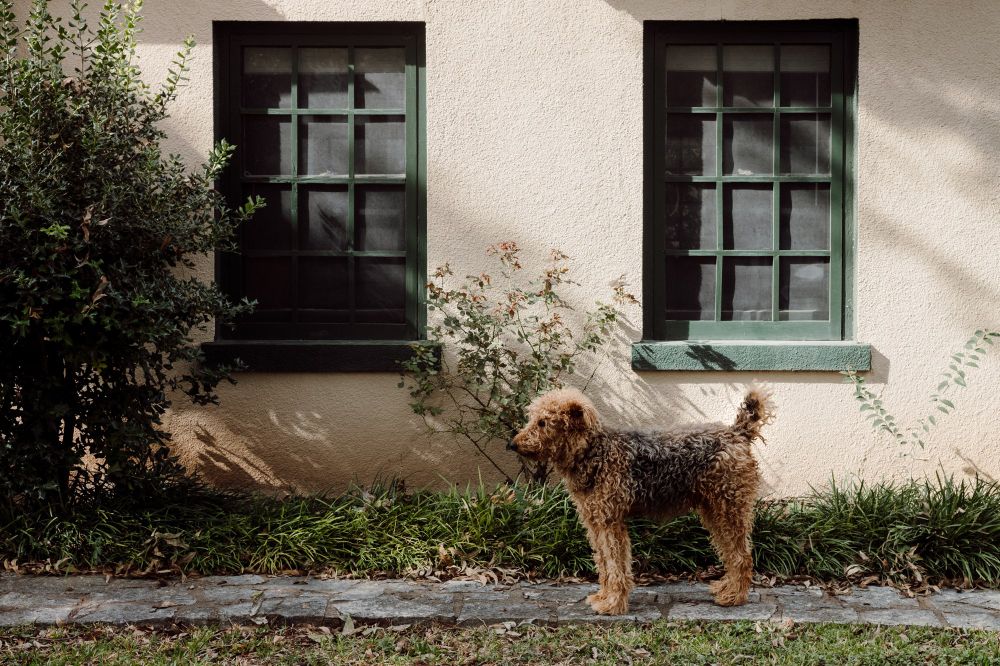 A sweet pup standing in the light in front of a house