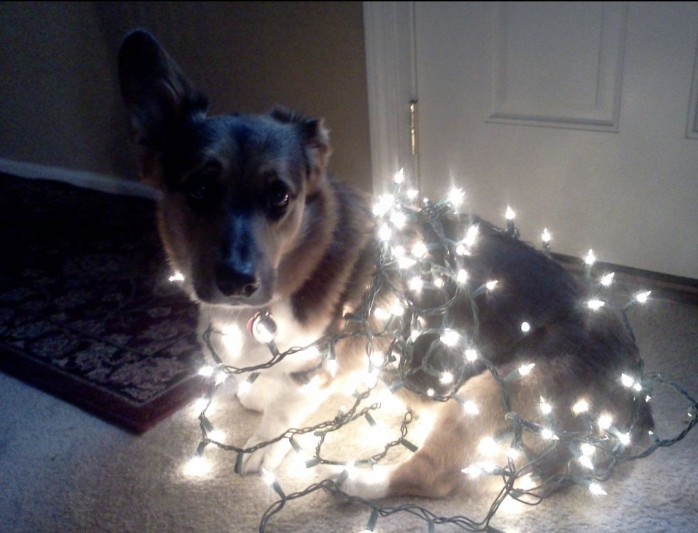 A corgi wrapped in Christmas lights