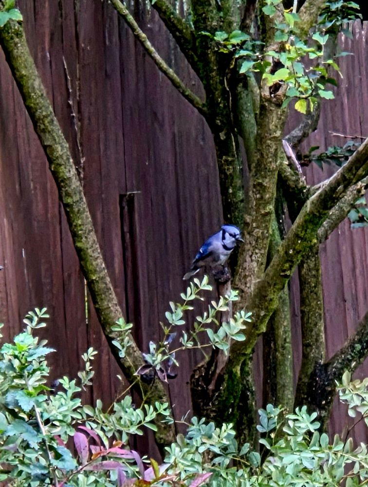 A bluejay sitting on a branch.