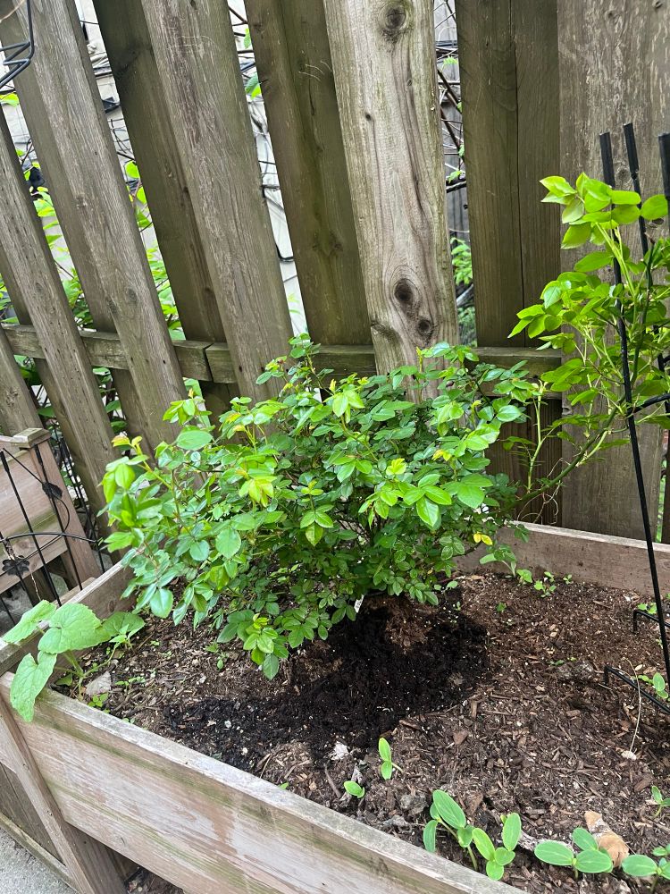 a big healthy rosebush in a raised bed