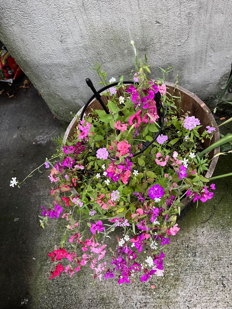 a riotous pink purple and white gathering of wildflowers in a big ol planter