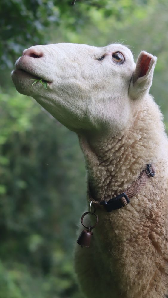 EF cross ewe pondering snacks while still eating 