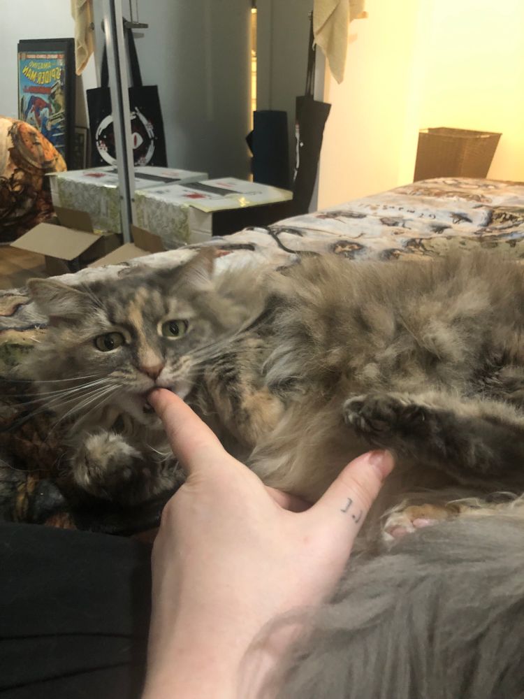 Penny no longer holding my finger but still biting it, and her back paw is coming up as if to kick