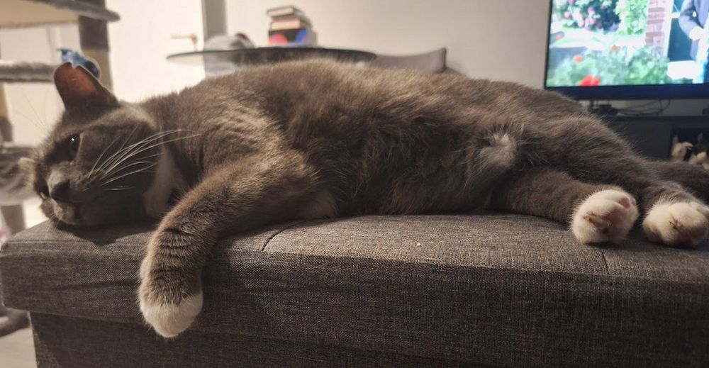 Hap the tux cat, dangling his white paw over the edge of a coffee table and laying on his side.