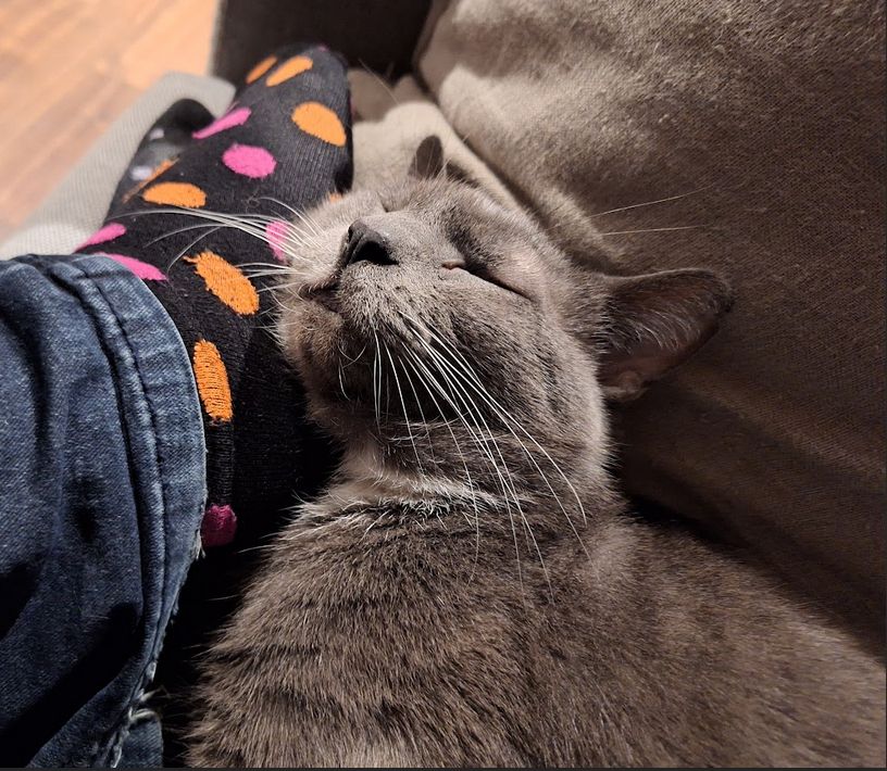A very tired grey cat named Hap, resting his cheek against my foot like a pillow.