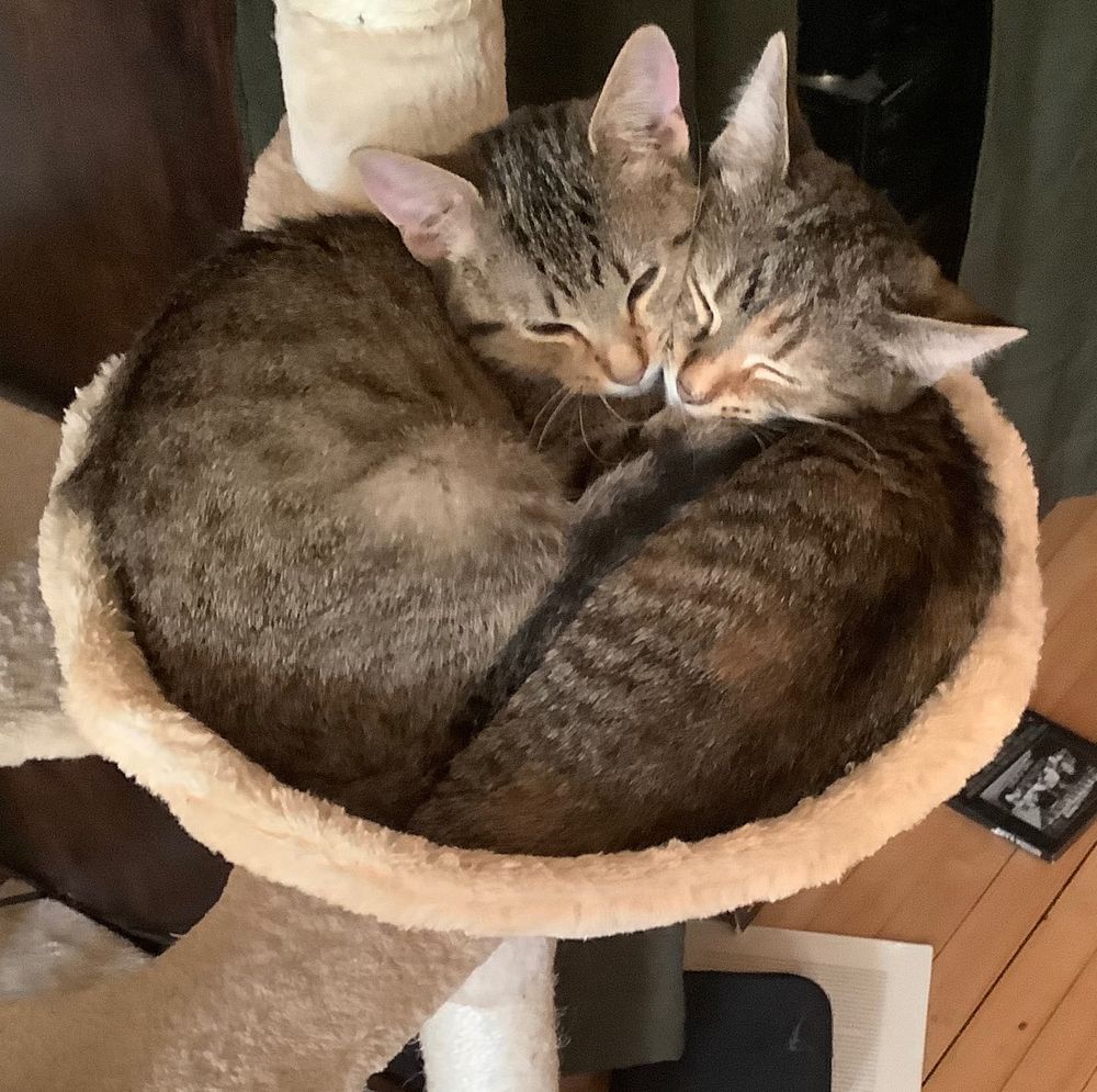Two cats curled up together in the basket of a cat tree