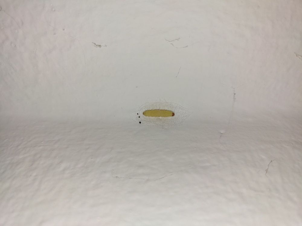 a larve, yellowisch color, dark head. About 15mm in length, 2mm diameter