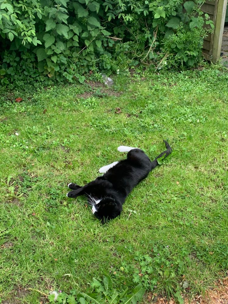 Black cat with white back legs and partially white face lies on green grass on lawn that is not his lawn. 