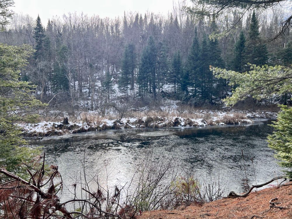 PFN President Sue Paradisis taking a wander in the Dahl Forest.