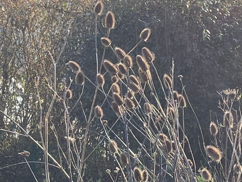 Teasels lit by sun against backdrop of dark shrubs