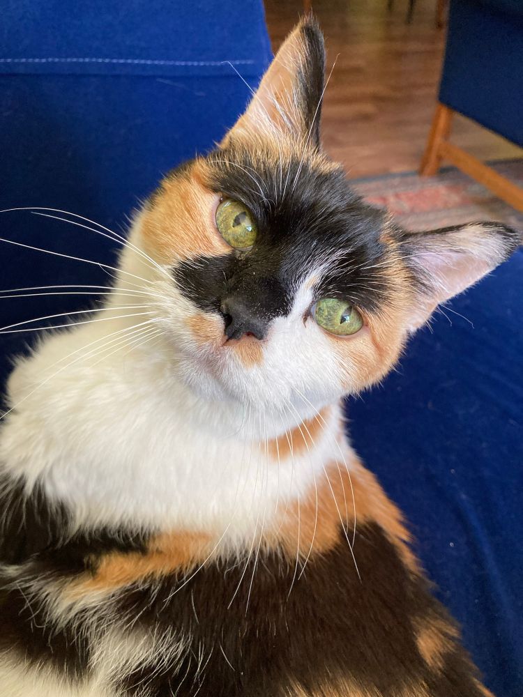 Beautiful calico cat on her 16th birthday 