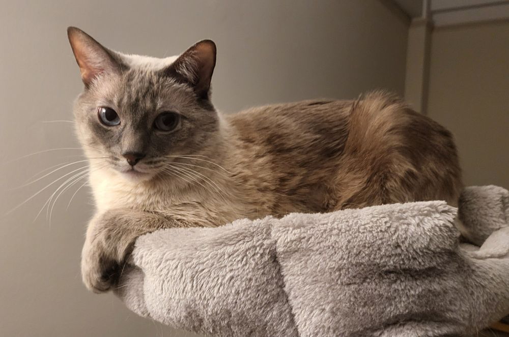 A lynx point Siamese laying atop his throne (bed) on his cat tree. His front paws are laying over the lip of the cat bed.