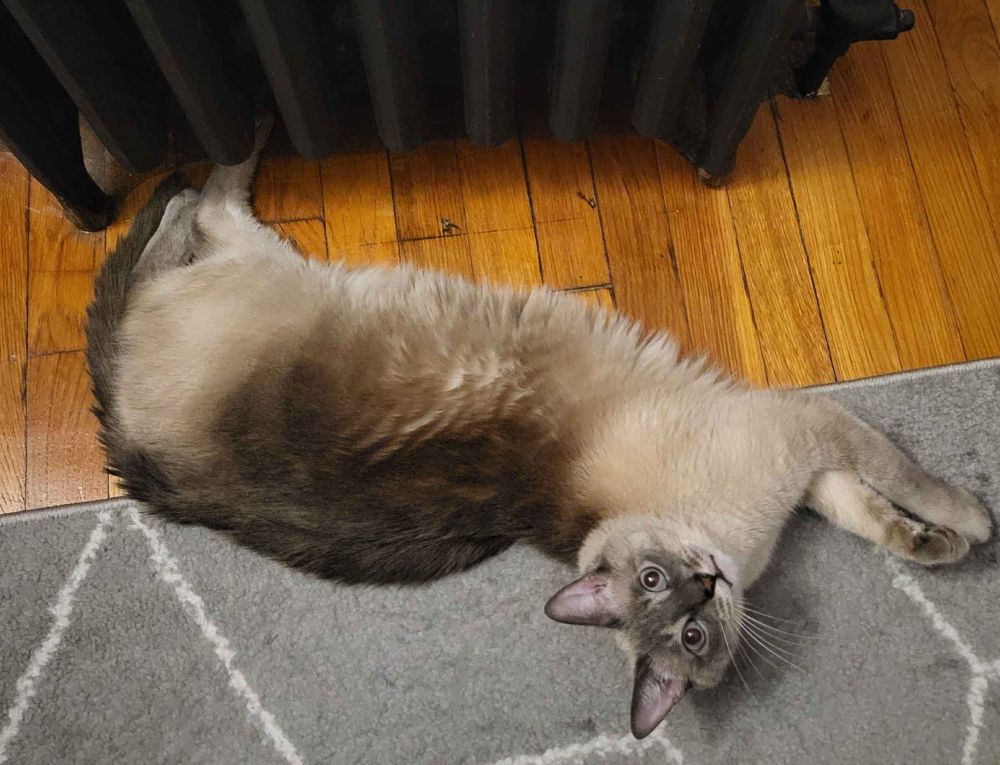A lynx-point siamese cat flopped in front of a (running at low temp) radiator. His rear feet are under the radiator getting nice and toasty, while the rest of him has flopped at a bit more of an angle away from the other end. He looks up to the camera with indignation and wide eyes.