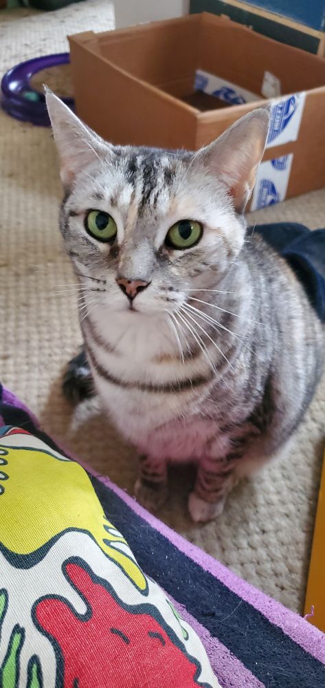 A sweet little shorthaired white, silver, grey, and brown tabby/calico/tortie mix cat with greenish eyes is sitting on an offwhite carpeted floor in front of a couch covered in a colorful striped beach towel and an even more colorful abstract patterned throw pillow; she has an expression of patient expectation of an upcoming treat.