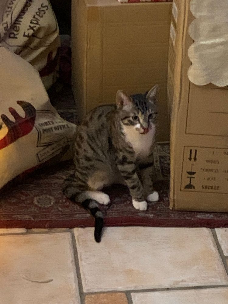 Grey tabby kitten