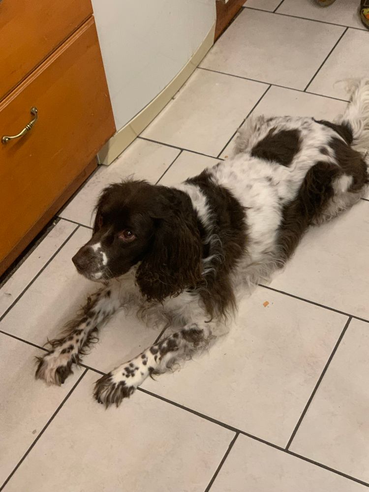 Old brown and white springer spaniel