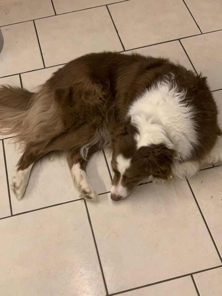 Brown an white border collie lying on tiles