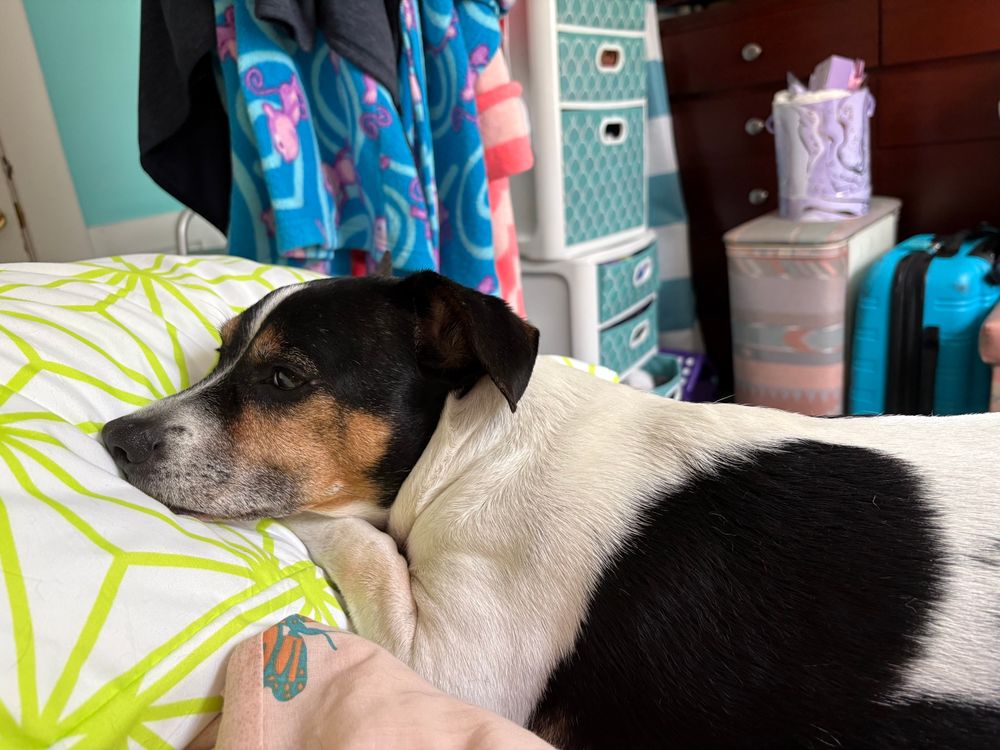 Jackabee dog resting head on green and white pillow in bed.