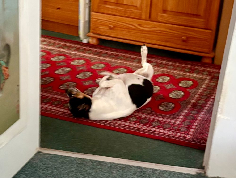 Jackabee dog rolling around on red Persian-style area rug.