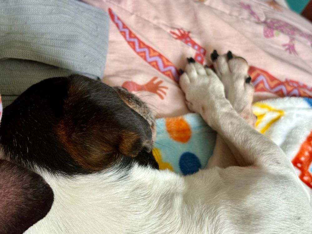 Head and crossed front paws of Jackabee dog in bed.