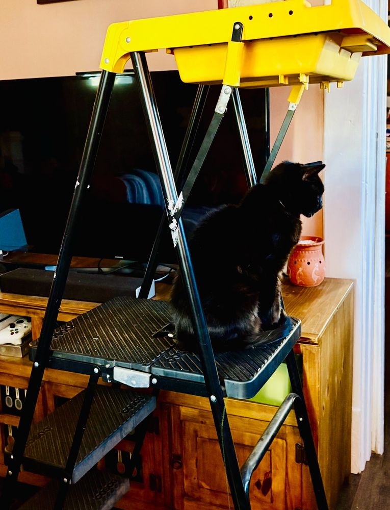 Black cat sits on middle step of a tall step ladder in front of a flat screen TV in a living room.