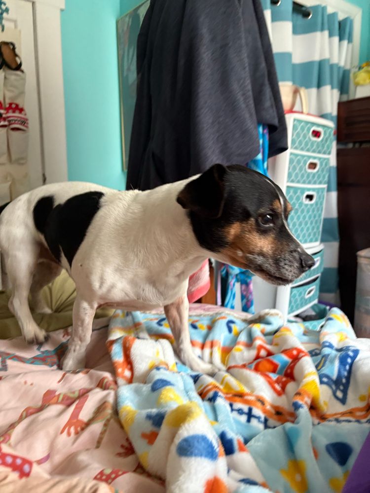 Jackabee dog standing on bed preparing to snuggle into his blanket.