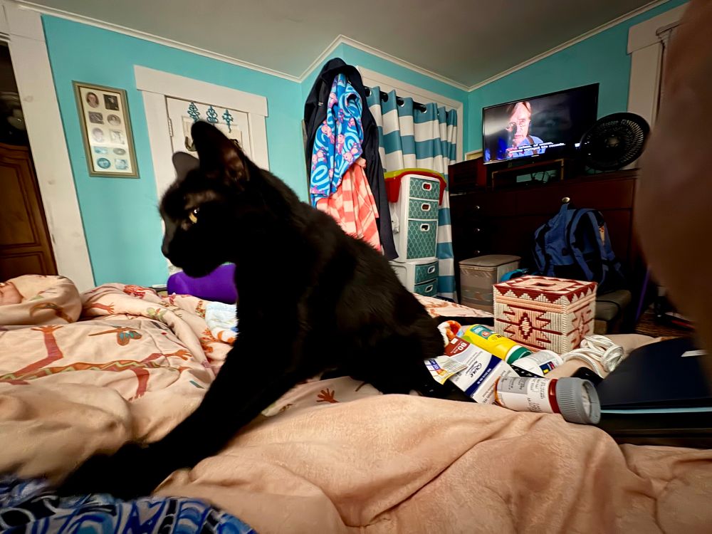 Black cat in bed next to medications investigating person laid up in bed.