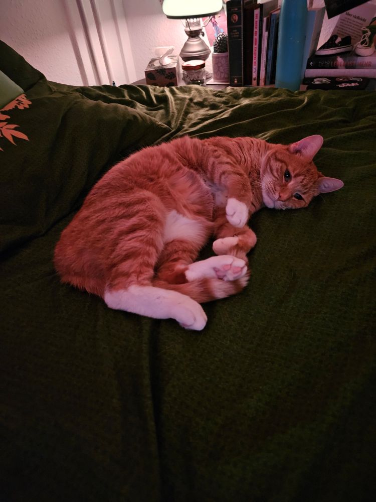 Ein orange-weiß getigerter Kater liegt zusammengerollt auf einer dunkelgrünen Decke auf einem Bett. Er liegt auf der Seite, die Pfoten leicht verschränkt, und schaut mit einem entspannten Ausdruck in die Kamera. Das Licht im Raum ist gedämpft und warm. Im Hintergrund sind ein Nachttisch mit einer Lampe, Büchern und einigen anderen Gegenständen zu erkennen.
