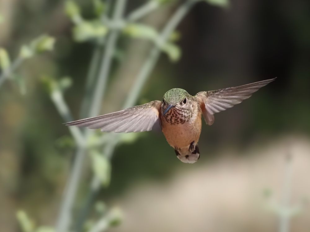 Head on view showing a somewhat uniform spangling on the gorget and pointy wing tips. 