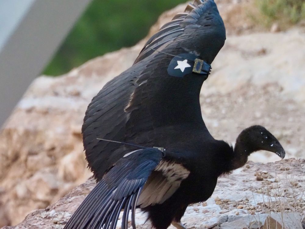 The same bird in profile starting to spread its wings. Its white armpit is just visible. 
