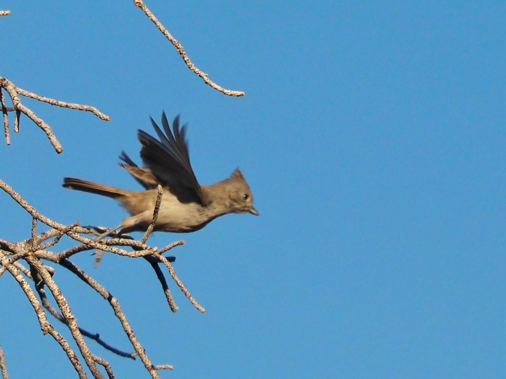A small gray bird with a tuft on its head is taking flight from a barren branch with a crystal clear blue sky in the background 