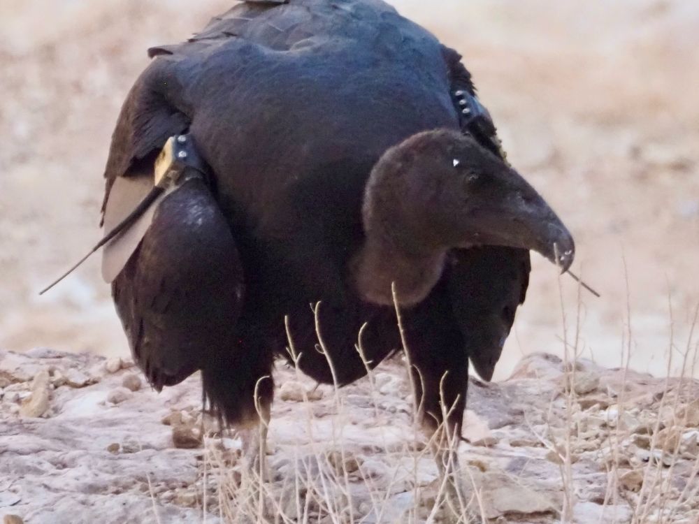 A very large bird with a bald, brown head standing on the ground. Its prominent beak is in profile. 