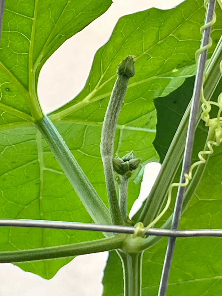 A phallic looking flower bud in front of a large leaf is featured. A small cluster of male flowers is also visible along with tendrils twining around a metal trellis. 