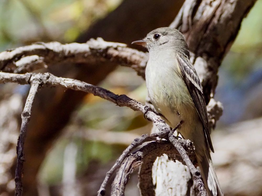 A small bird in profile sitting on a small leafless branch. It has a pale yellow wash on its belly, but is otherwise mostly gray. Two white wing bars are visible. 